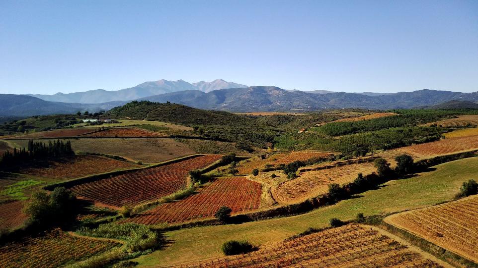 Vigne et Vignoble du 66 au pied du Canigou